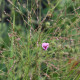 Althaea cannabina