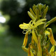 Asphodeline lutea