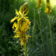 Asphodeline lutea