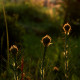 Asphodeline lutea