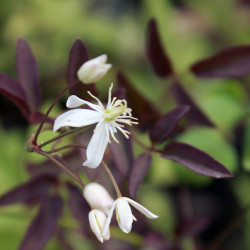 Clematis recta 'Purpurea'