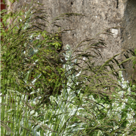 Festuca tatrae