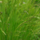 Festuca tatrae