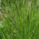 Festuca tatrae