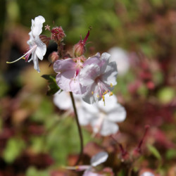 Geranium cantabrigiense x 'St Ola'