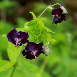 Geranium phaeum 'Raven'