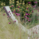 Dianthus carthusianorum