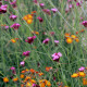 Dianthus carthusianorum