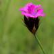 Dianthus carthusianorum