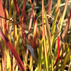 Imperata cylindrica 'Red Baron'