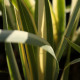 Iris pallida 'Variegata'