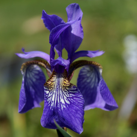 Iris sibirica &lsquo;Blue King&rsquo; - Vivaces - Les Racines du Vent