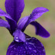 Iris sibirica 'Pansy Purple'