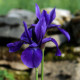 Iris sibirica 'Pansy Purple'