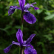 Iris sibirica 'Pansy Purple'