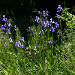 Iris sibirica 'Caesar's Brother'