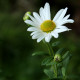 Leucanthemella serotina