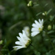 Leucanthemella serotina