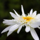 Leucanthemum superbum x 'Christine Hageman'