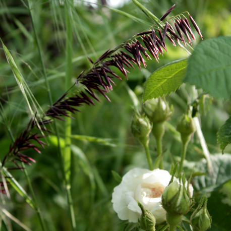 Melica altissima 'Atropurpurea'