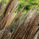 Miscanthus sinensis 'Kleine Silberspinne'