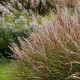 Miscanthus sinensis 'Kleine Silberspinne'