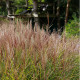 Miscanthus sinensis 'Kleine Silberspinne'