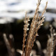 Miscanthus sinensis 'Kleine Silberspinne'