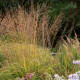 Molinia caerulea ssp. arundinacea 'Karl Foerster'