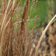 Panicum virgatum 'Northwind'