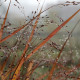 Panicum virgatum 'Rehbraun'