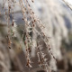 Panicum virgatum 'Rehbraun'