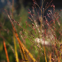 Panicum virgatum 'Rehbraun'