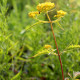 Patrinia heterophylla