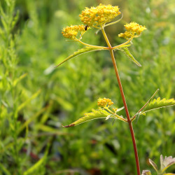 Patrinia heterophylla