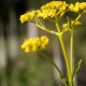 Patrinia heterophylla