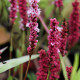 Persicaria affinis 'Darjeeling Red'