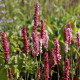 Persicaria affinis 'Darjeeling Red'