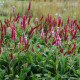 Persicaria affinis 'Darjeeling Red'