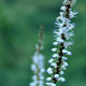 Persicaria amplexicaulis 'Album' *