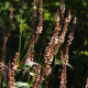 Persicaria amplexicaulis 'Rosea'