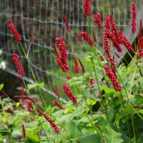 Persicaria amplexicaulis 'Taurus'