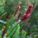 Persicaria amplexicaulis 'Taurus'