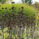 Phlomis russeliana