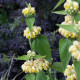 Phlomis russeliana