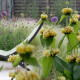 Phlomis russeliana