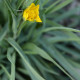 Ranunculus gramineus