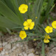 Ranunculus gramineus