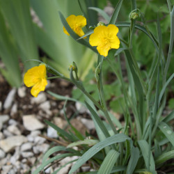 Ranunculus gramineus