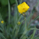 Ranunculus gramineus